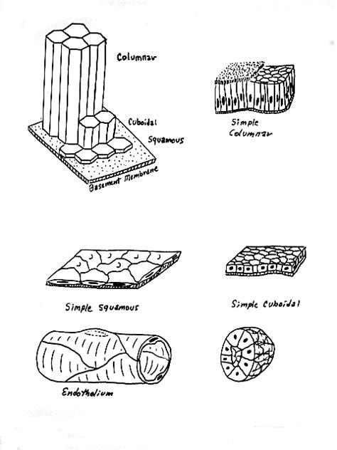 Epithelium Exocrine Gland Illustrations Hot Sex Picture