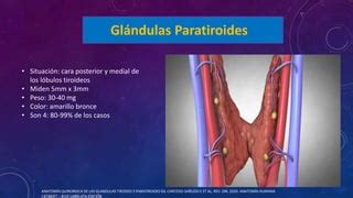 Anatomia Tiroides Y Paratiroides Pptx