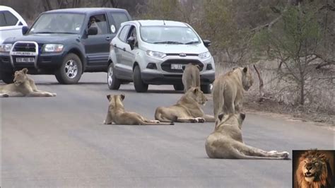 Largest Lion Pride Ever Blocking Road Youtube