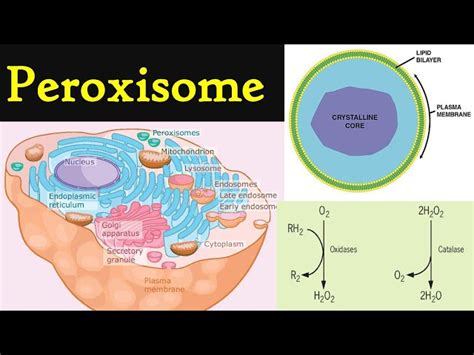 Peroxisome Structure