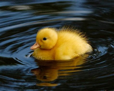 Baby Ducks Wallpaper - WallpaperSafari