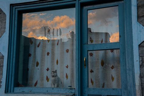 Cat Staring Out The Window Stock Photo Download Image Now Animal