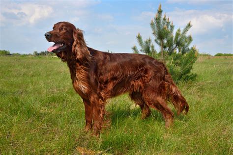 Irish Setter Red Setter Dog Breed Characteristics And Care