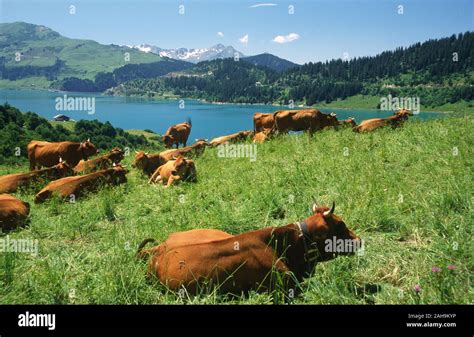 Roselend Lake Hi Res Stock Photography And Images Alamy