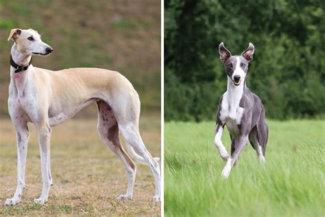 Whippet vs Greyhound: Everything to Know About the Breeds