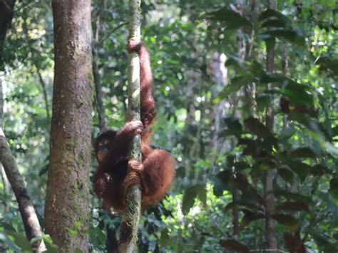 25 Ekor Orangutan Telah Dilepas Di Hutan Kapuas Hulu Oleh Pihak Taman Nasional Setempat