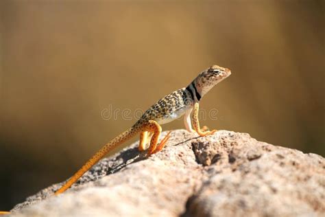 Lizard Basking In The Sun Stock Image Image 19505721