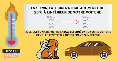 Temps Chaud Canicule Rafra Chir Et Prot Ger Chat Et Chien