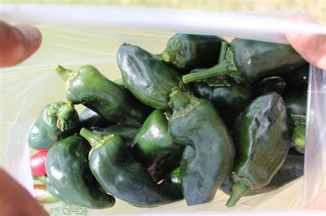 Growing Poblano Peppers Capsicum Annuum V Poblano