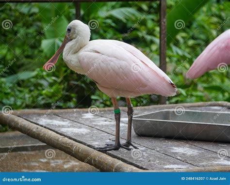 Roseate Spoonbill Platalea Ajaja Is A Gregarious Wading Bird Of The