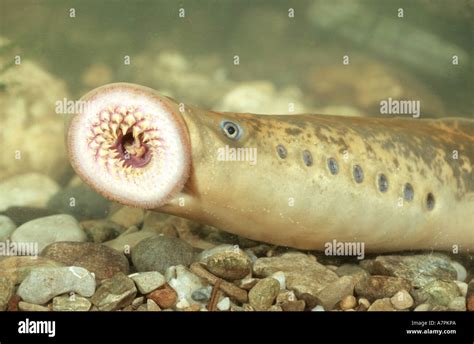 Sea Lamprey Petromyzon Marinus Swimming Over Gravel Germany Baden