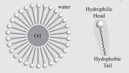 Explain the hydrophobic effect in your own words and by drawing a sketch. | Homework.Study.com