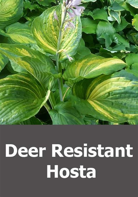 Keep Deer From Eating Hostas De Mxzim