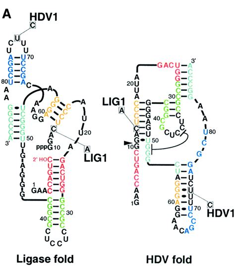 One Sequence Two Ribozymes Implications For The Emergence Of New