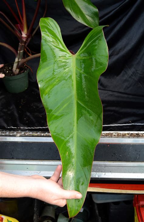 Philodendron Andersons Red Plant Lust