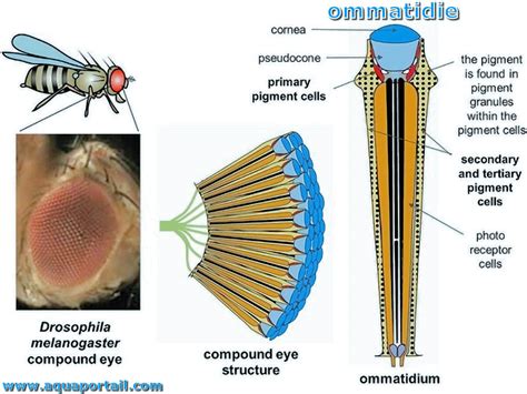 Oeil Compos D Finition Et Explications