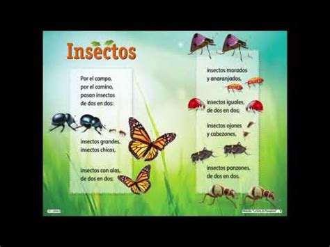 Insectos Cancion De Canciones Y Cuentos Para La Letra Ii YouTube