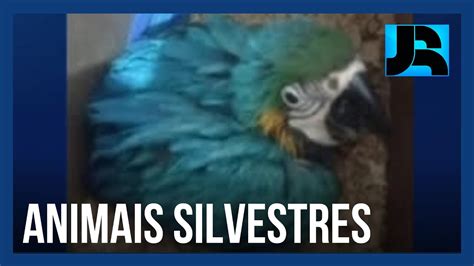 Mercado Clandestino De Venda De Animais Silvestres Movimenta R