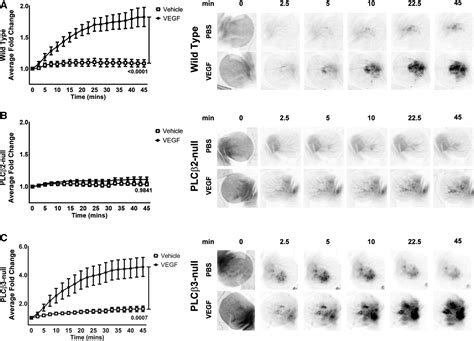 Plc Promotes Vegf Induced Vascular Permeability Arteriosclerosis