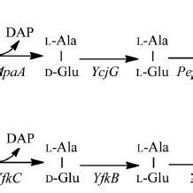 Pdf Structure Of The D Glutamyl L Diamino Acid Endopeptidase Ykfc