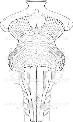 Anatomy of the Brainstem – Medical Stock Images Company