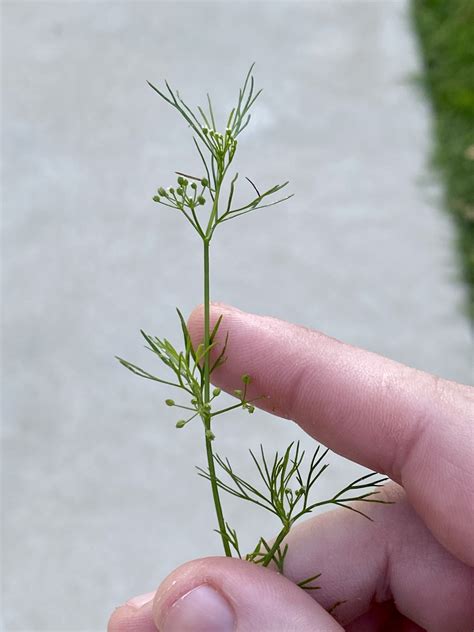 Maryland Biodiversity Project Mock Bishop S Weed Ptilimnium Capillaceum