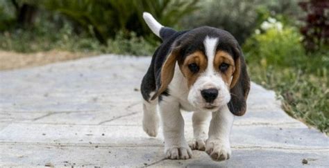 Beagle Size Chart | Growth & Weight Chart