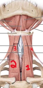 Unit Anterior Triangle Of The Neck And Submandibular Region