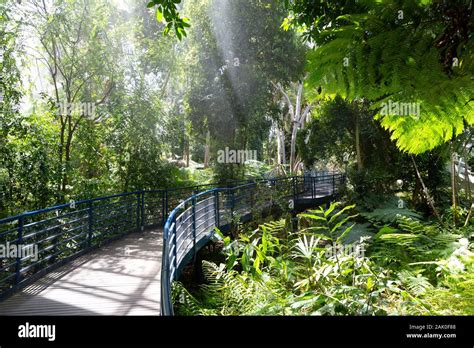 Adelaide Botanic Garden; The rainforest area inside the Bicentennial Conservatory, Botanical ...