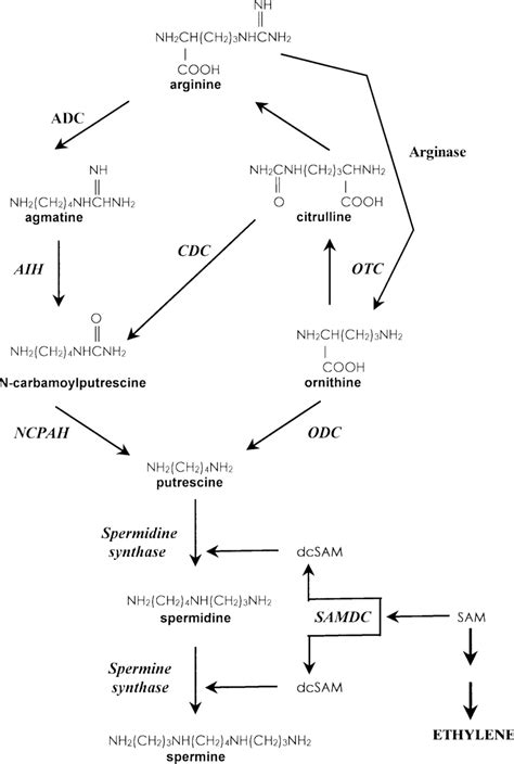 Biosynthetic Pathways Of Polyamines In Plants Adc Arginine