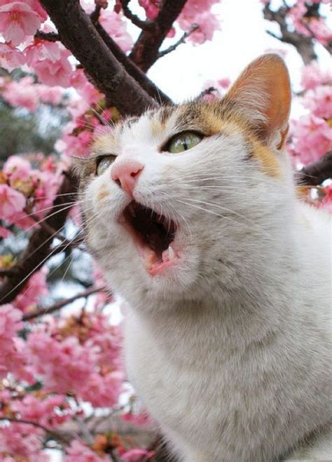 Cherry Blossom Tree Cats 20 Pics