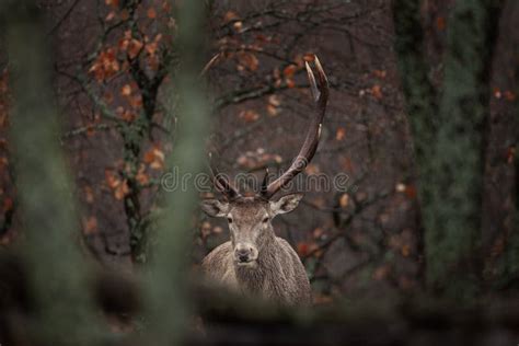 Red Deer Cervus Elaphus Stag Hart Bulgari Stock Photo Image Of