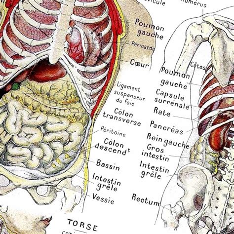 人間の腹部 人体解剖図 図鑑 ビンテージイラスト 光沢 ポスター A3 バー カフェ クラシック インテリア 医学 医療 図解 内臓
