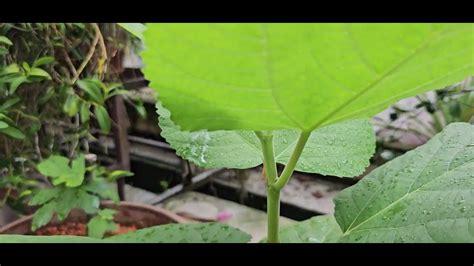 Menanam Pokok Tin Dengan Keratan Batang Samsung S Ultra Youtube