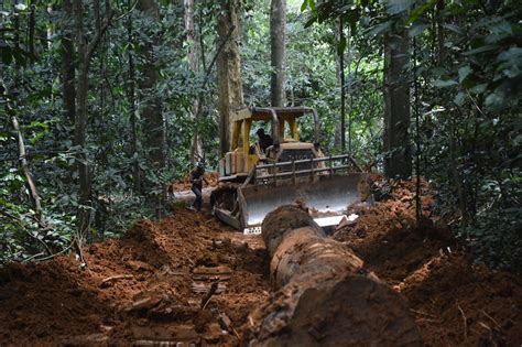 Rainforest Loggers