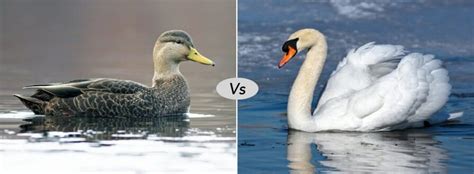 Goose vs Swan vs Duck fight comparison- who will win?