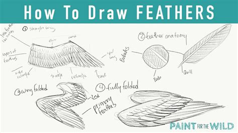 How To Draw Feathered Wings