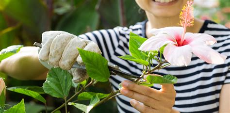 Hibiscus Plant Care Indoors - How to Care for A Hibiscus Houseplant ...