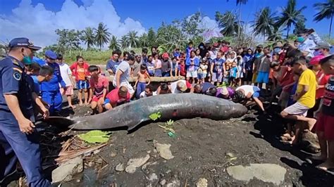 Lumba Lumba Dolphin Terdampar Di Pantai Amurang YouTube