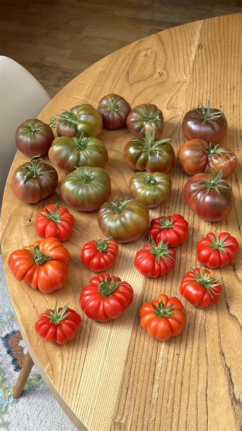 Quick Homemade Tomato Fertilizer — Meadowlark Journal