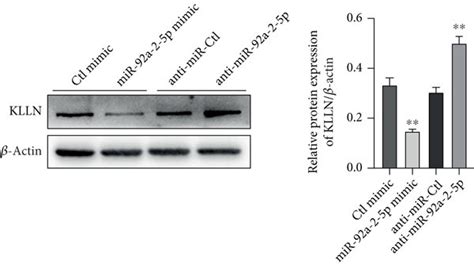 Klln Is A Direct Target Of Mir 92a 2 5p In The Rcc Cell A Prediction Download Scientific