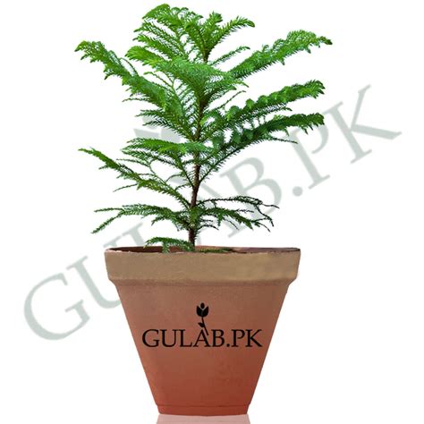 Indoor Plants Online Online Plants Plant Nursery Gulab Pk