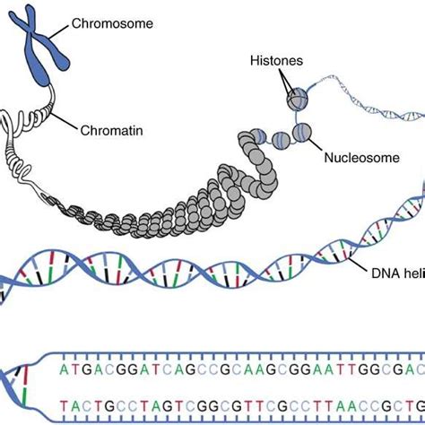 Dna Methylation The Covalent Addition Of A Methyl Group To The