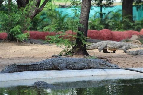 Nehru Zoological Park | Hyderabad - What to Expect | Timings | Tips - Trip Ideas by MakeMyTrip