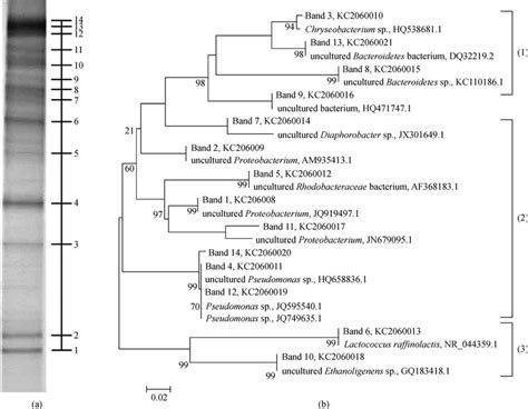 A Polymerase Chain Reaction Denaturing Gradient Gel Electrophoresis Download Scientific