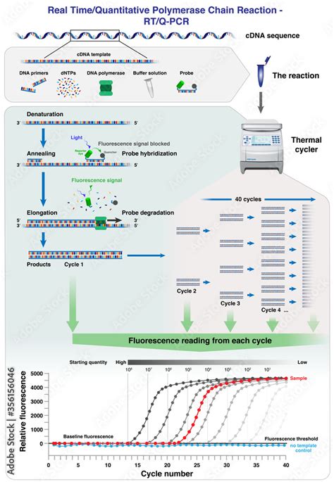 The Different Stages Cycles And Results Analysis Of CDNA Molecule