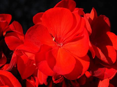 Hd Wallpaper Geranium Plant Flowers Colorful Red Garden Geranium Hang Geranium