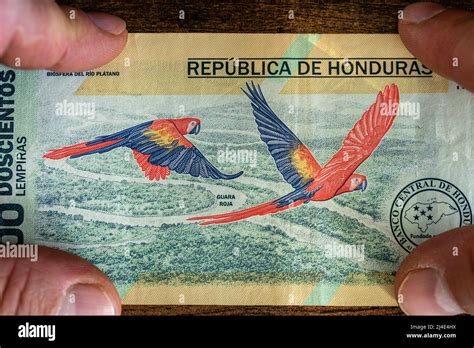 New Honduran Banknote 200 Lempiras With Macaw Parrots Stock Photo Alamy