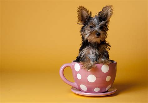 You Cant Digest These 50 Cute Animals In Cups