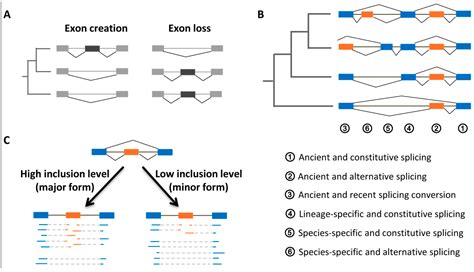 Ijms Free Full Text Sequence And Evolutionary Features For The Alternatively Spliced Exons